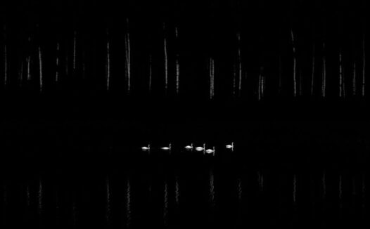 2025 年度自然摄影师大赛获奖作品。