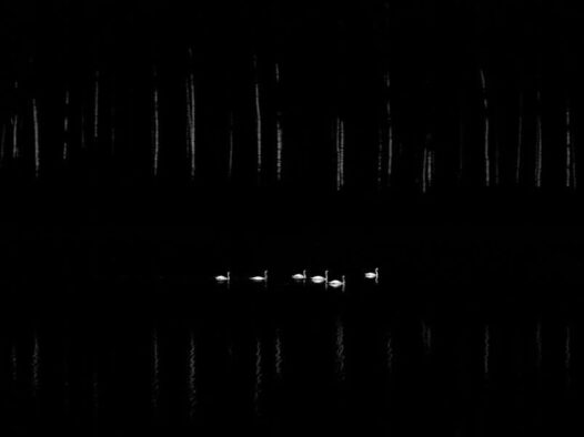 2025 年度自然摄影师大赛获奖作品。